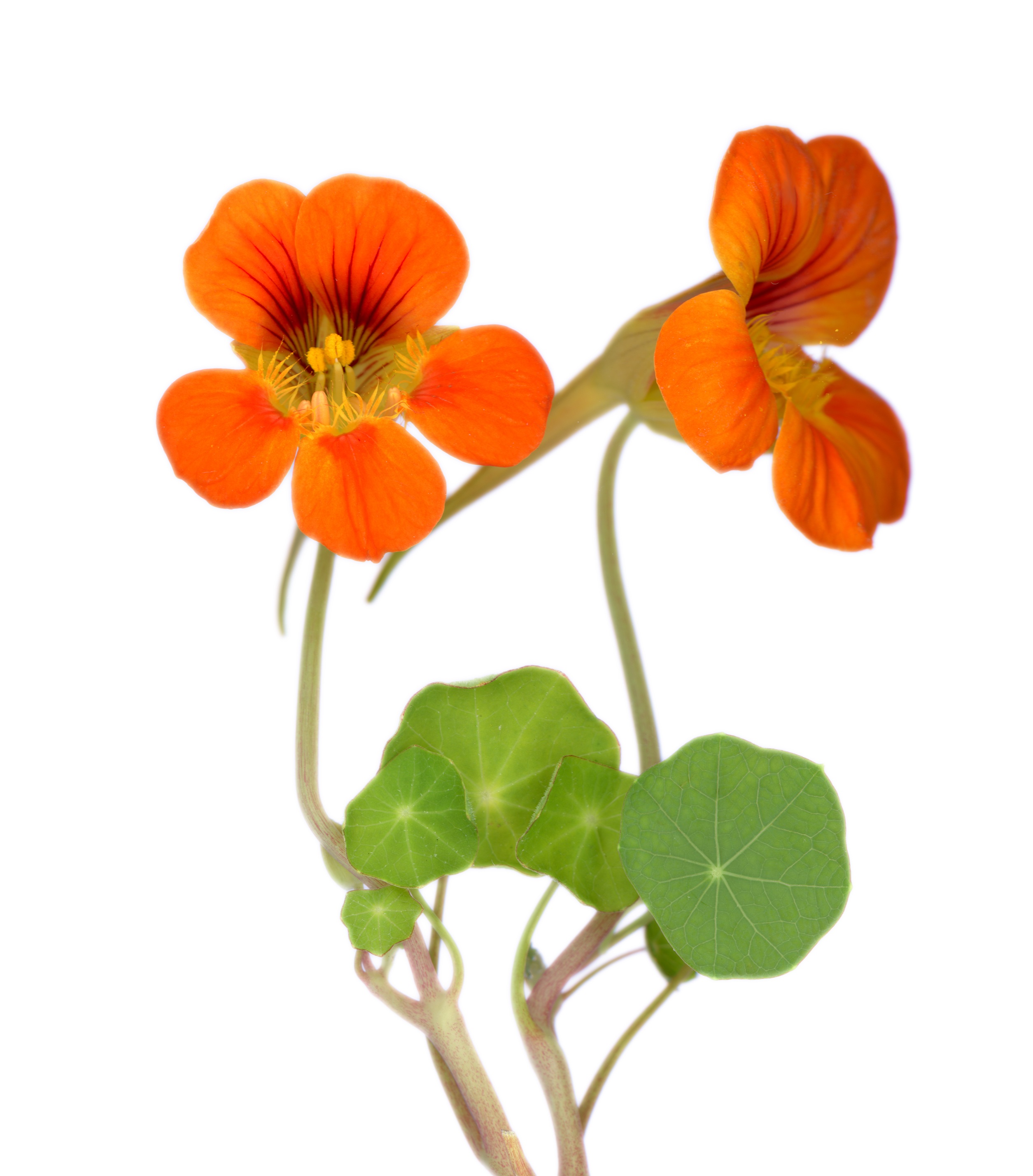 Nasturtium Seed